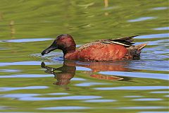 Cinnamon Teal